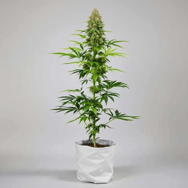 Emballage de graines de cannabis Godfather Purple Kush — Royal King Seeds France