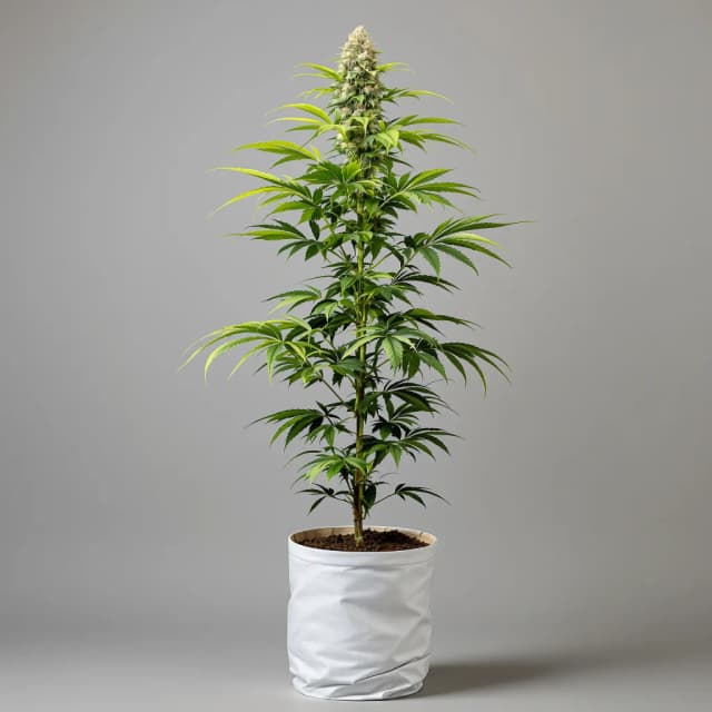 Emballage de graines de cannabis Golden Goat — Royal King Seeds France