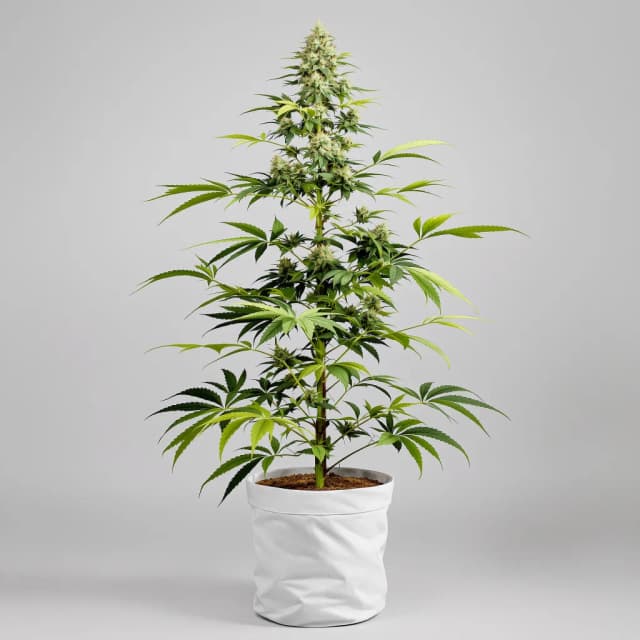 Emballage de graines de cannabis Golden Nugget — Royal King Seeds France