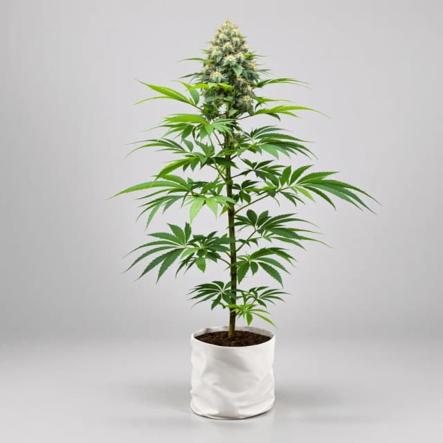Emballage de graines de cannabis Goo — Royal King Seeds France