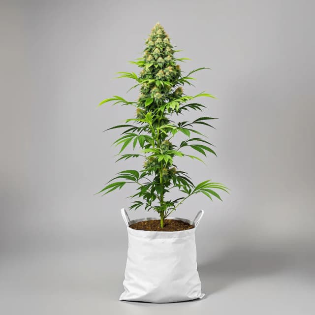 Emballage de graines de cannabis Goon Berries — Royal King Seeds France