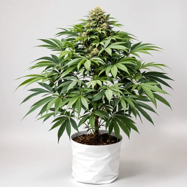 Emballage de graines de cannabis Gorilla Biscuit — Royal King Seeds France