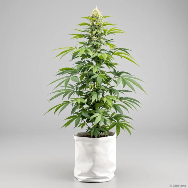 Emballage de graines de cannabis Gorilla Cookies — Royal King Seeds France