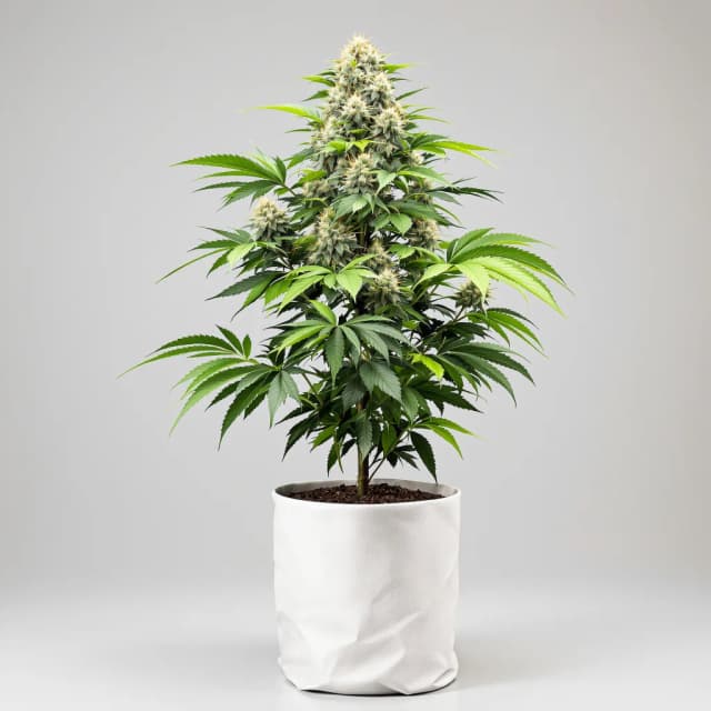 Emballage de graines de cannabis Gorilla Cookies — Royal King Seeds France