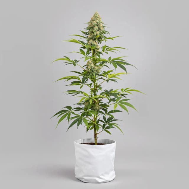 Emballage de graines de cannabis Gorilla Glue — Royal King Seeds France