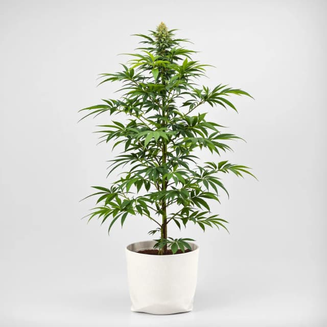 Emballage de graines de cannabis Gorilla Glue — Royal King Seeds France