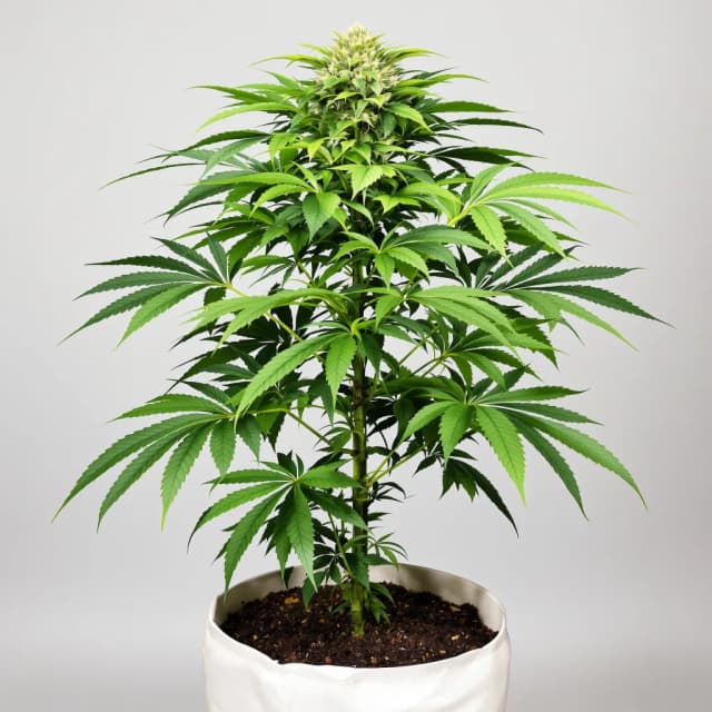 Emballage de graines de cannabis Grand Hindu — Royal King Seeds France