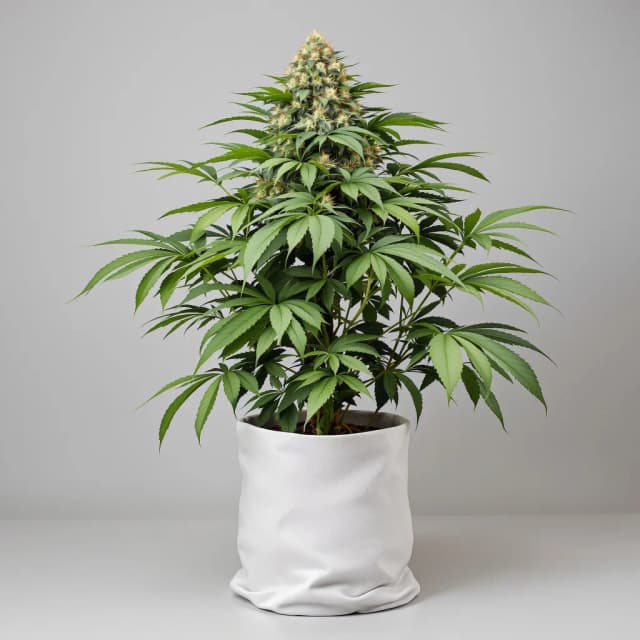 Emballage de graines de cannabis Grape Ape — Royal King Seeds France