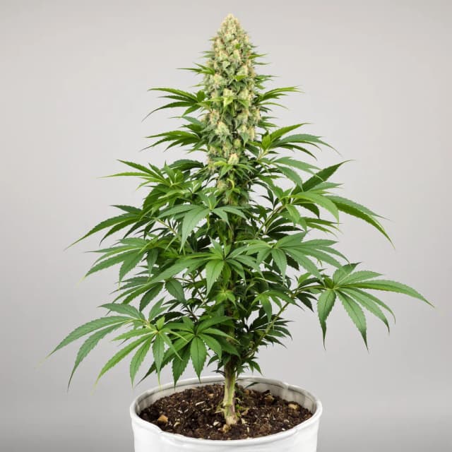 Emballage de graines de cannabis Grape God — Royal King Seeds France