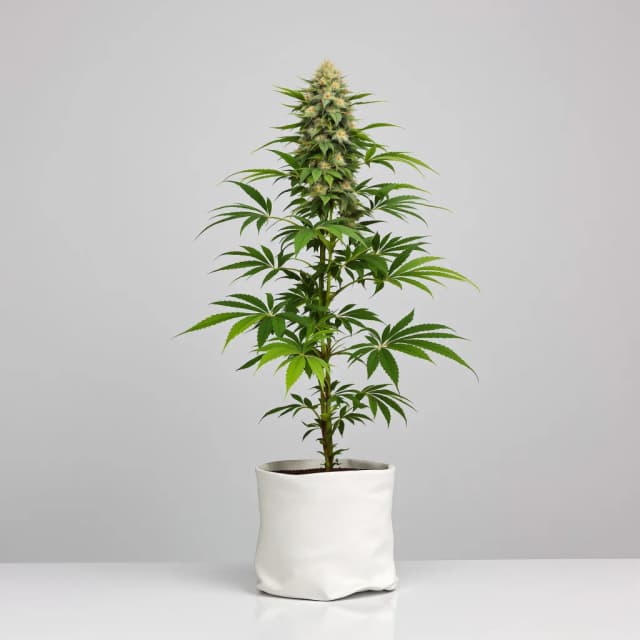 Emballage de graines de cannabis Grape Inferno — Royal King Seeds France