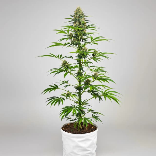 Emballage de graines de cannabis Grape Kush — Royal King Seeds France