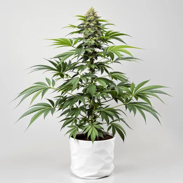 Emballage de graines de cannabis Grape OX — Royal King Seeds France