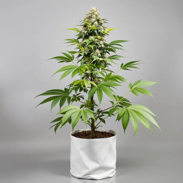 Emballage de graines de cannabis Grape Skunk — Royal King Seeds France