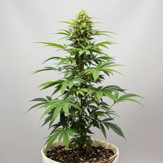 Emballage de graines de cannabis Grape Soda — Royal King Seeds France