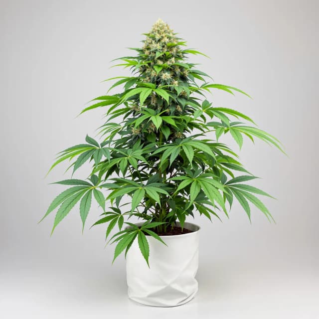 Emballage de graines de cannabis Grape Soda — Royal King Seeds France