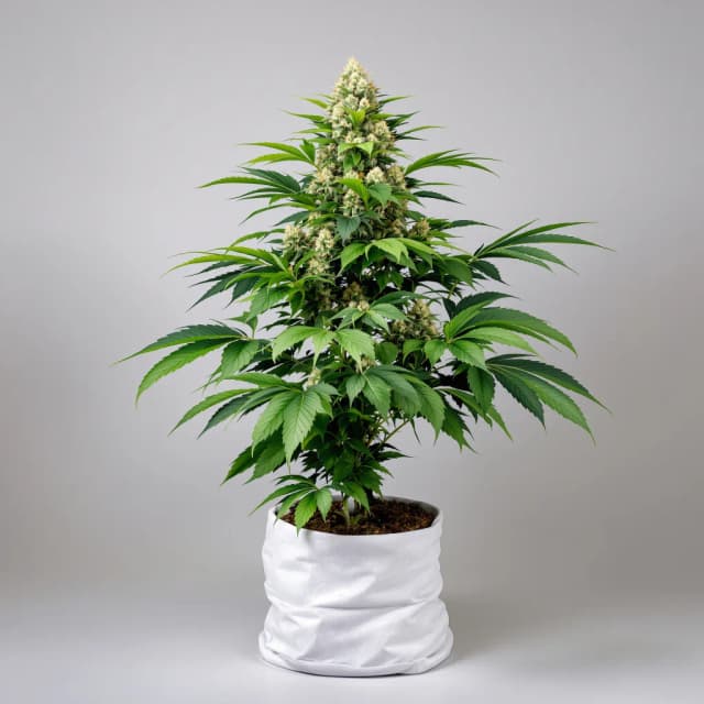 Emballage de graines de cannabis Grapefruit Kush — Royal King Seeds France