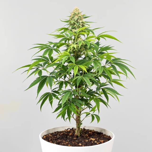 Emballage de graines de cannabis Gravity — Royal King Seeds France
