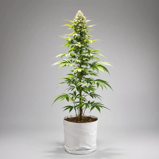Emballage de graines de cannabis Grease Monkey — Royal King Seeds France