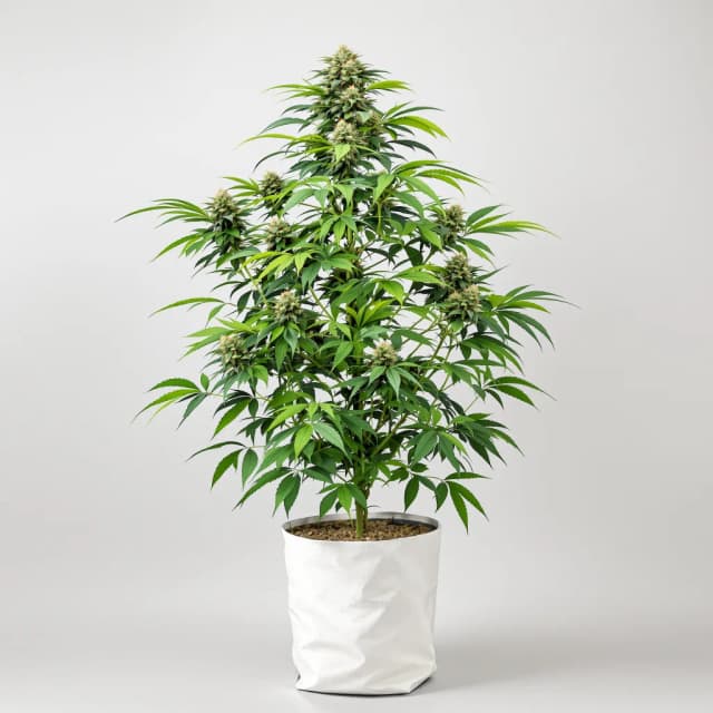 Emballage de graines de cannabis Green Candy — Royal King Seeds France