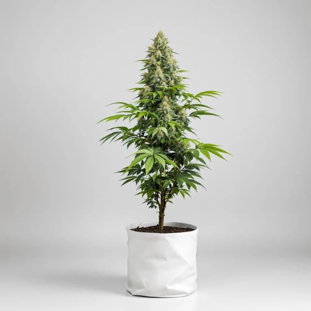Emballage de graines de cannabis Green Goblin — Royal King Seeds France