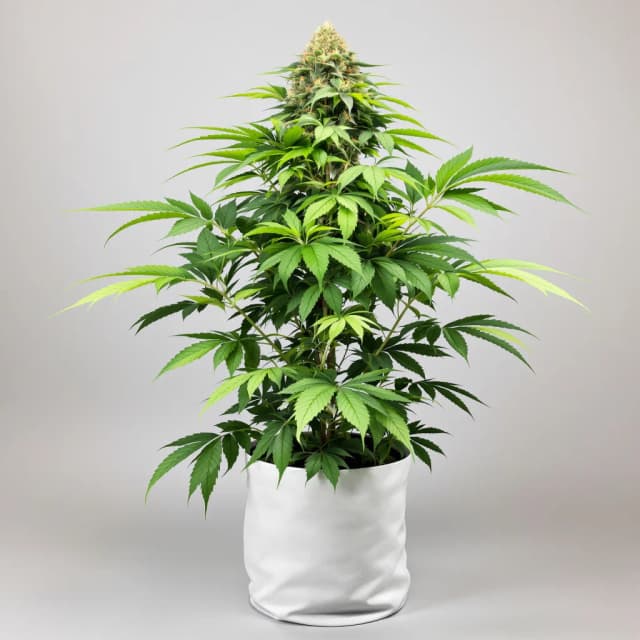 Emballage de graines de cannabis Green Goddess — Royal King Seeds France