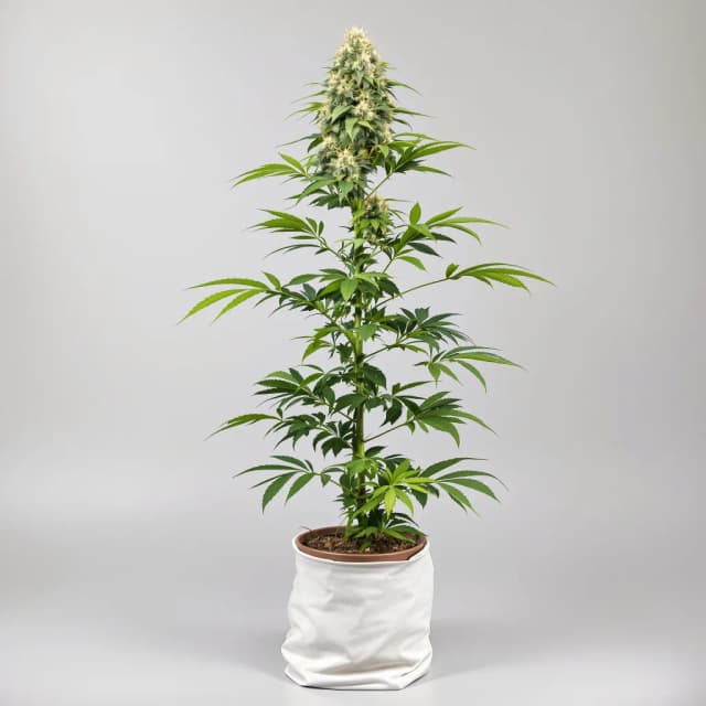 Emballage de graines de cannabis Green Line OG — Royal King Seeds France