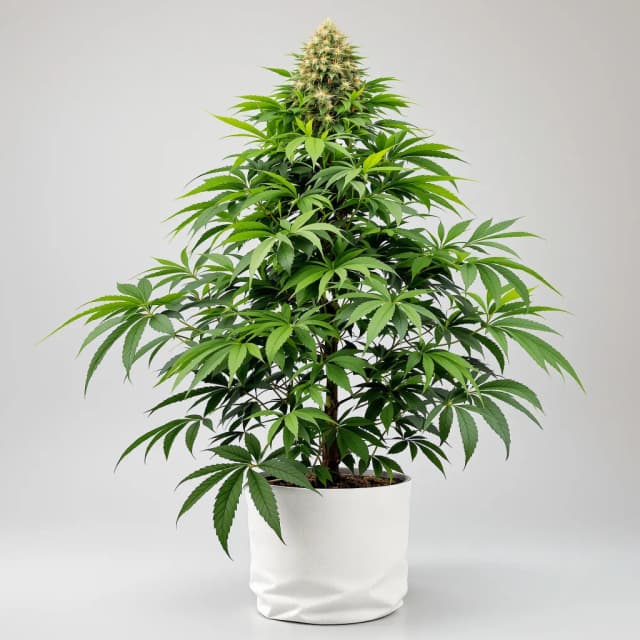 Emballage de graines de cannabis Green Poison — Royal King Seeds France
