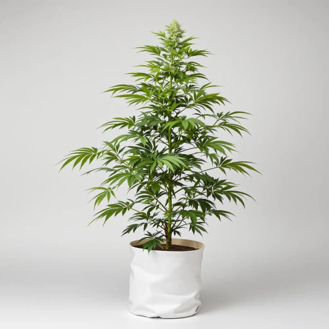 Emballage de graines de cannabis Green Queen — Royal King Seeds France