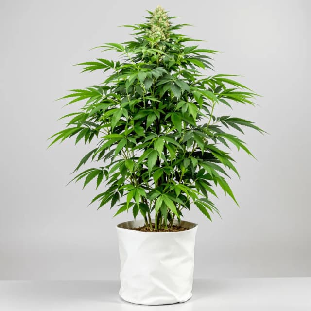 Emballage de graines de cannabis Green Ribbon — Royal King Seeds France