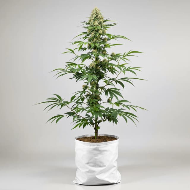 Emballage de graines de cannabis Guido Kush — Royal King Seeds France