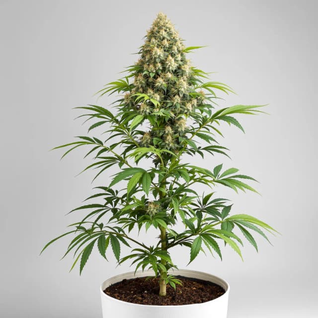 Emballage de graines de cannabis Gupta Kush — Royal King Seeds France