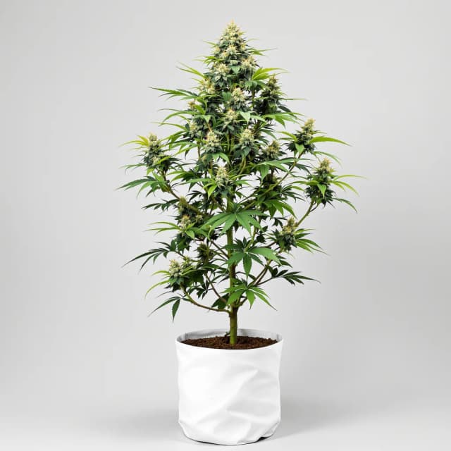 Emballage de graines de cannabis Gupta Kush — Royal King Seeds France