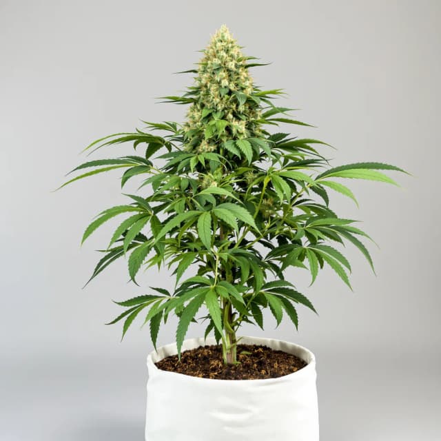 Emballage de graines de cannabis Harle-Tsu CBD — Royal King Seeds France