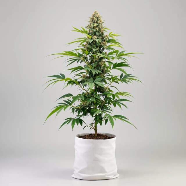 Emballage de graines de cannabis Hawaiian — Royal King Seeds France