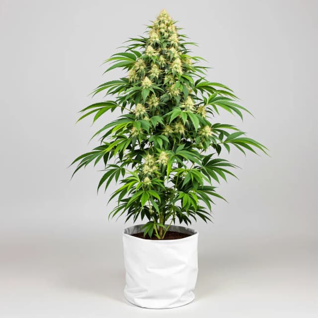 Emballage de graines de cannabis Hawaiian Purple Kush — Royal King Seeds France