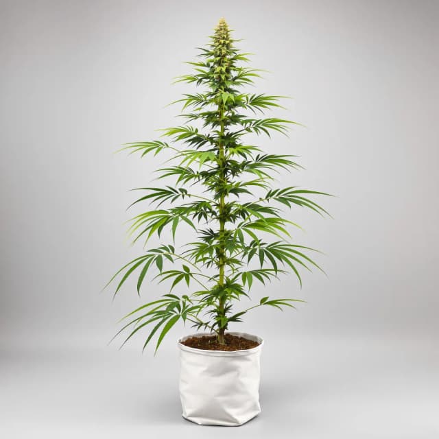Emballage de graines de cannabis Hawaiian Snow — Royal King Seeds France