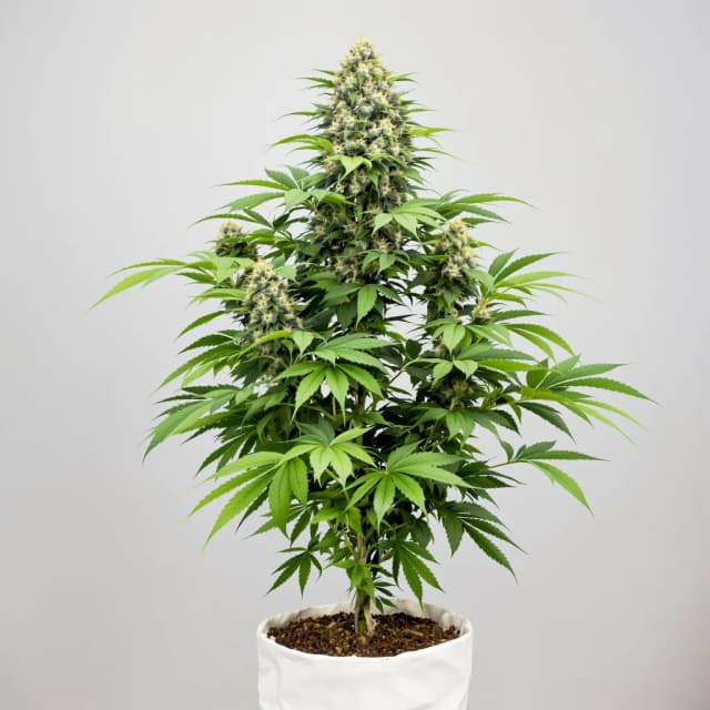 Emballage de graines de cannabis Haze XL — Royal King Seeds France
