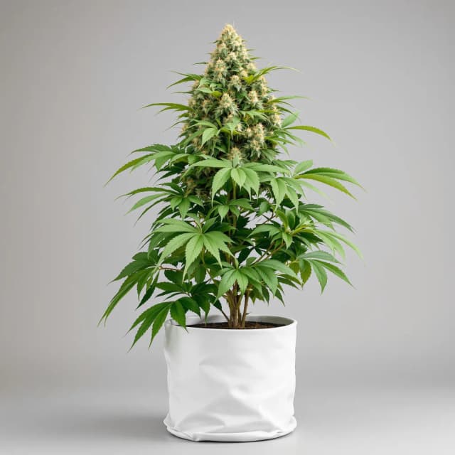 Emballage de graines de cannabis High Resin Strains Mixpack — Royal King Seeds France