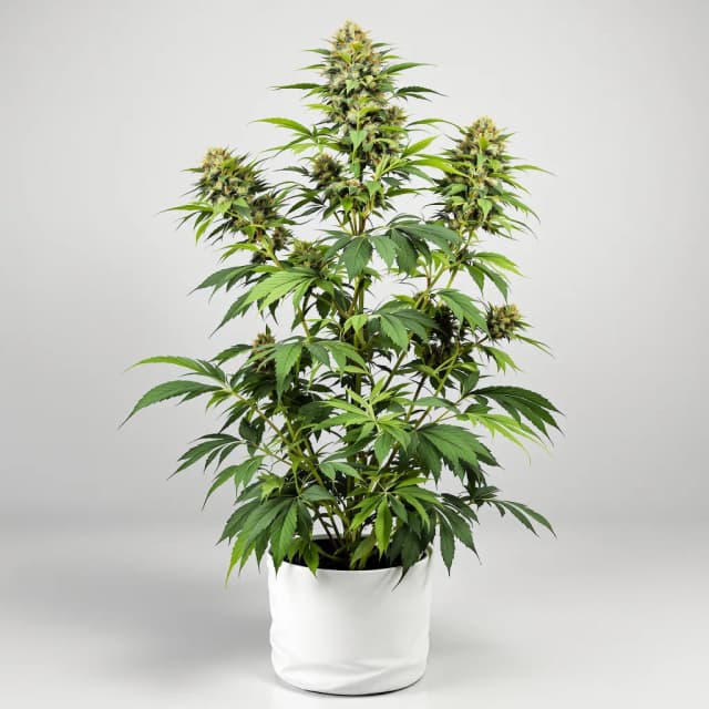 Emballage de graines de cannabis Hippie Crippler — Royal King Seeds France