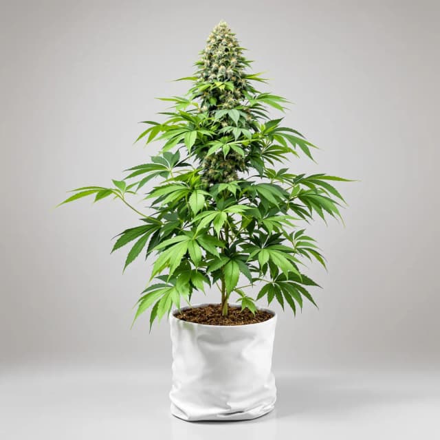 Emballage de graines de cannabis Hog's Breath — Royal King Seeds France