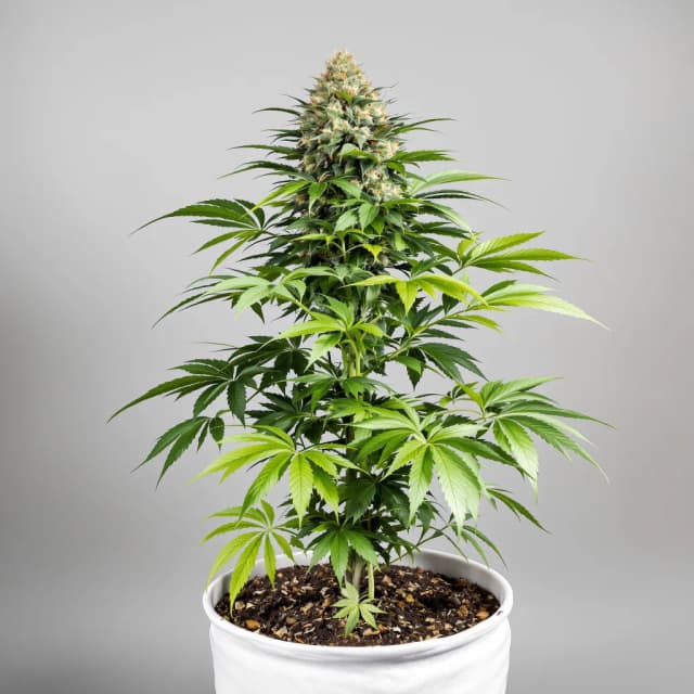 Emballage de graines de cannabis Hood Candy — Royal King Seeds France