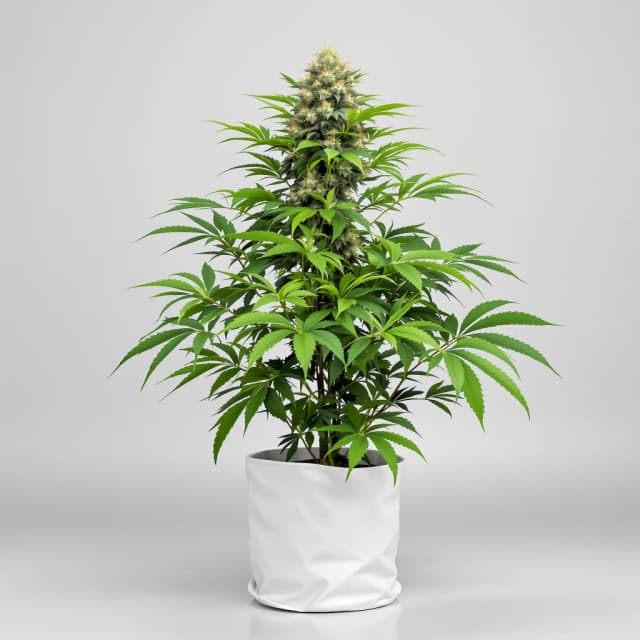 Emballage de graines de cannabis Humboldt Headband — Royal King Seeds France