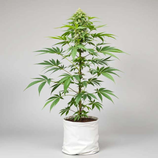 Emballage de graines de cannabis Hyper Critical — Royal King Seeds France