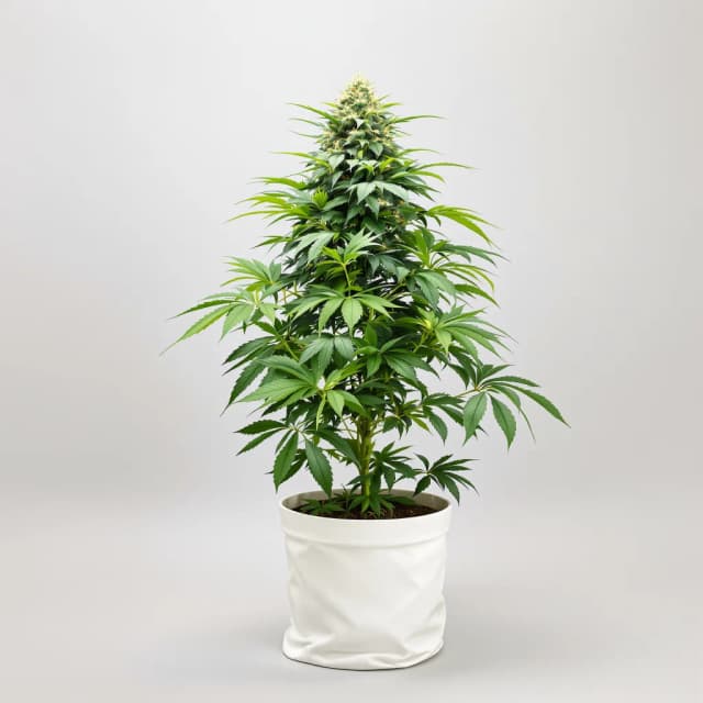 Emballage de graines de cannabis Hyper Critical — Royal King Seeds France