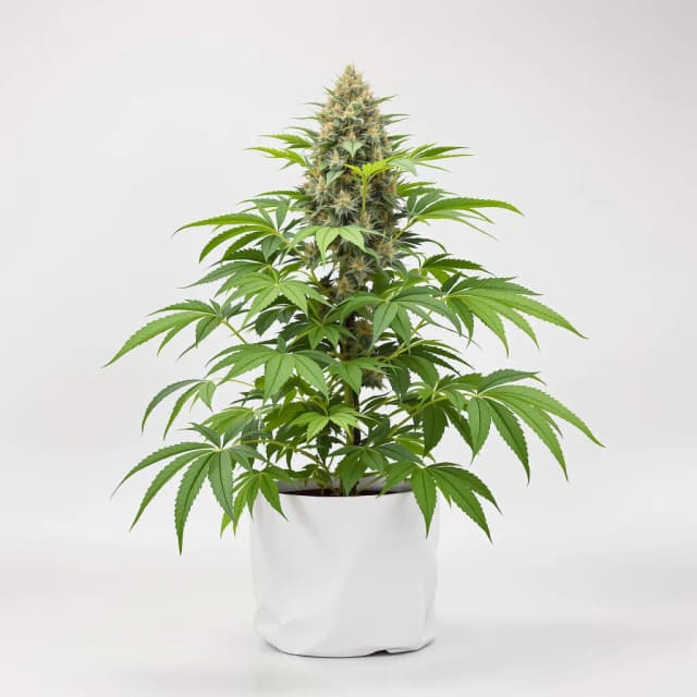 Emballage de graines de cannabis Ice Cream Cake — Royal King Seeds France