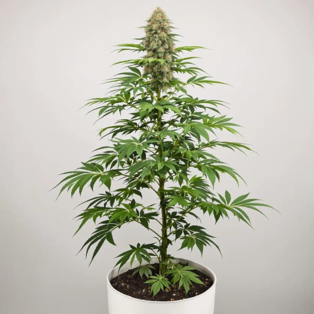 Emballage de graines de cannabis Ice Cream — Royal King Seeds France