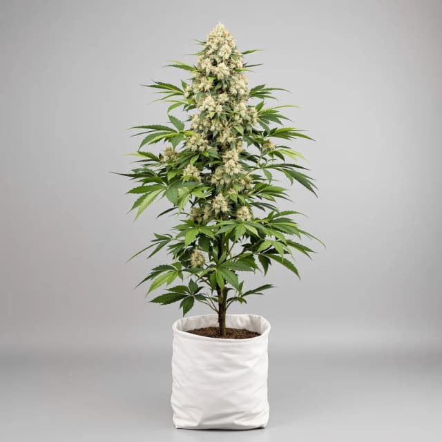 Emballage de graines de cannabis Incredible Bulk — Royal King Seeds France