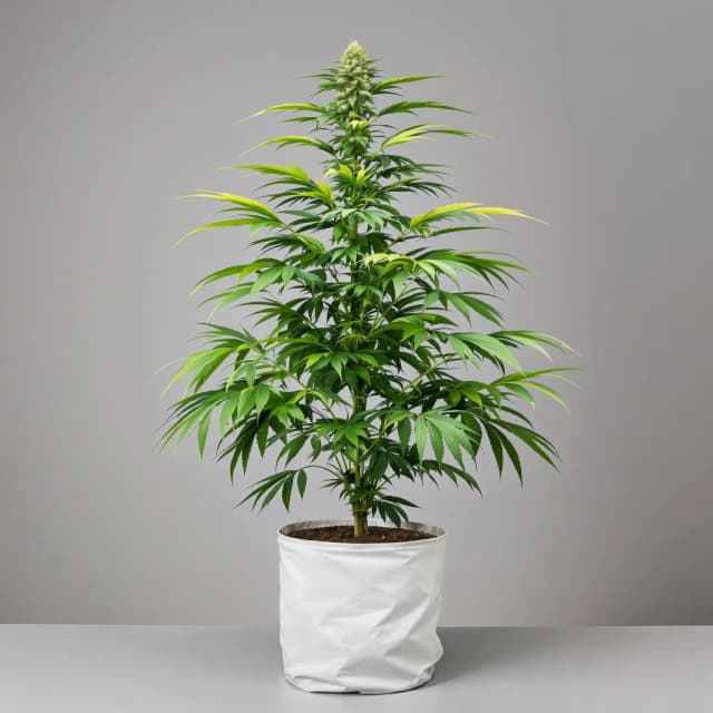 Emballage de graines de cannabis Industrial Plant — Royal King Seeds France