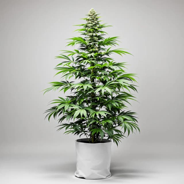 Emballage de graines de cannabis Island Sweet Skunk — Royal King Seeds France