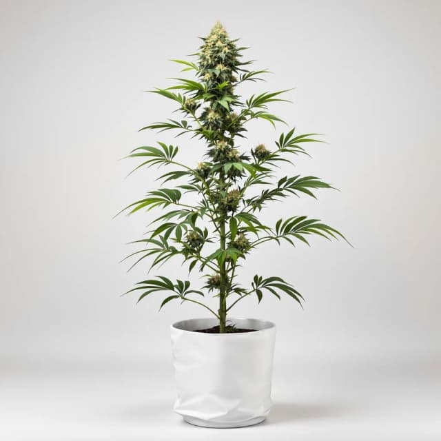 Emballage de graines de cannabis Jack Herer — Royal King Seeds France